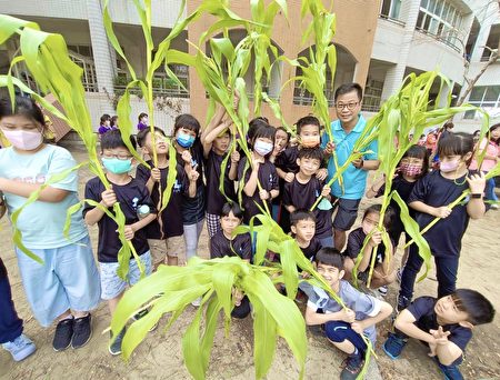 寒假期间，新上国小师生在校园种了150 株玉米准备当成牛的食物。