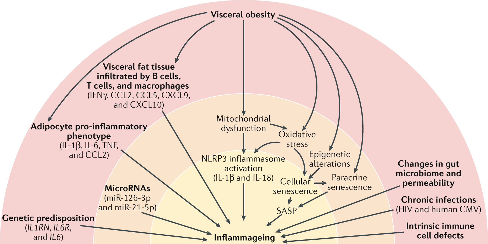 inflammaging