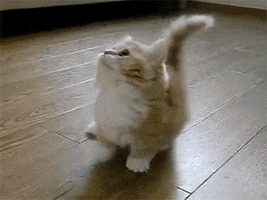 Dancing kitten