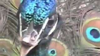 Trumpet Playing Peacock