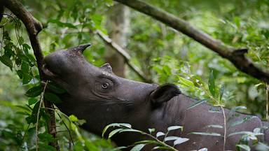 Sumatran rhinoceros female eating leaves, Way Kambas National Park, Sumatra, Indonesia (© Cyril Ruoso/Minden Pictures)