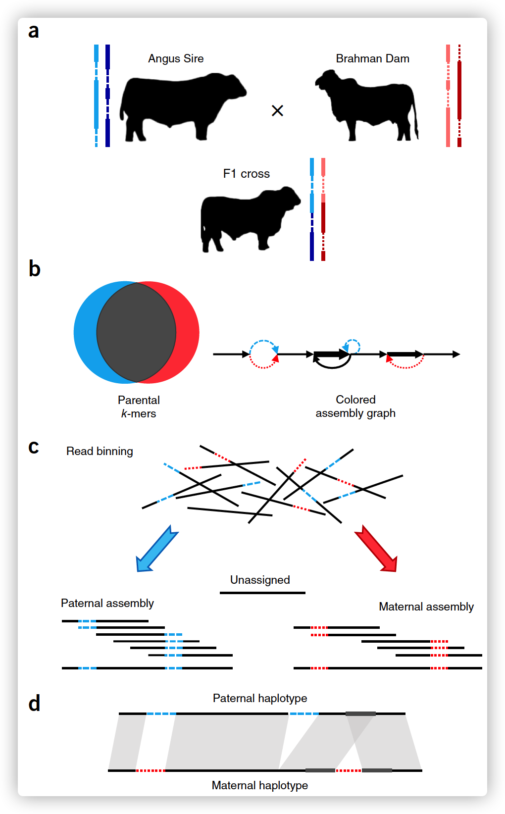 Outline of trio binning and haplotype assembly