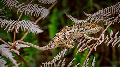 Panther chameleon in Amber Mountain National Park, Madagascar (© Christian Ziegler/Minden Pictures)