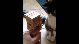 Jenga Cat