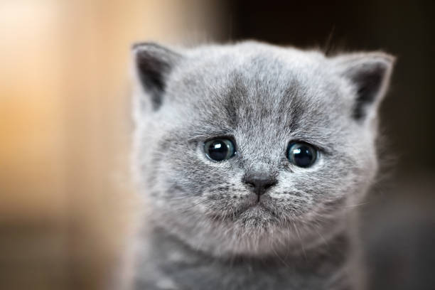 sadness cat is sad