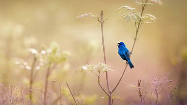 https://cn.bing.com/th?id=OHR.IndigoBunting_ZH-CN3172415219&w=384&h=216