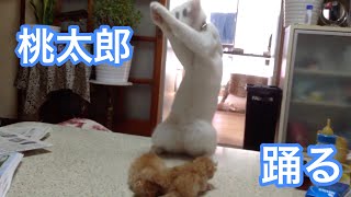 赤ちゃん猫で踊る猫2
