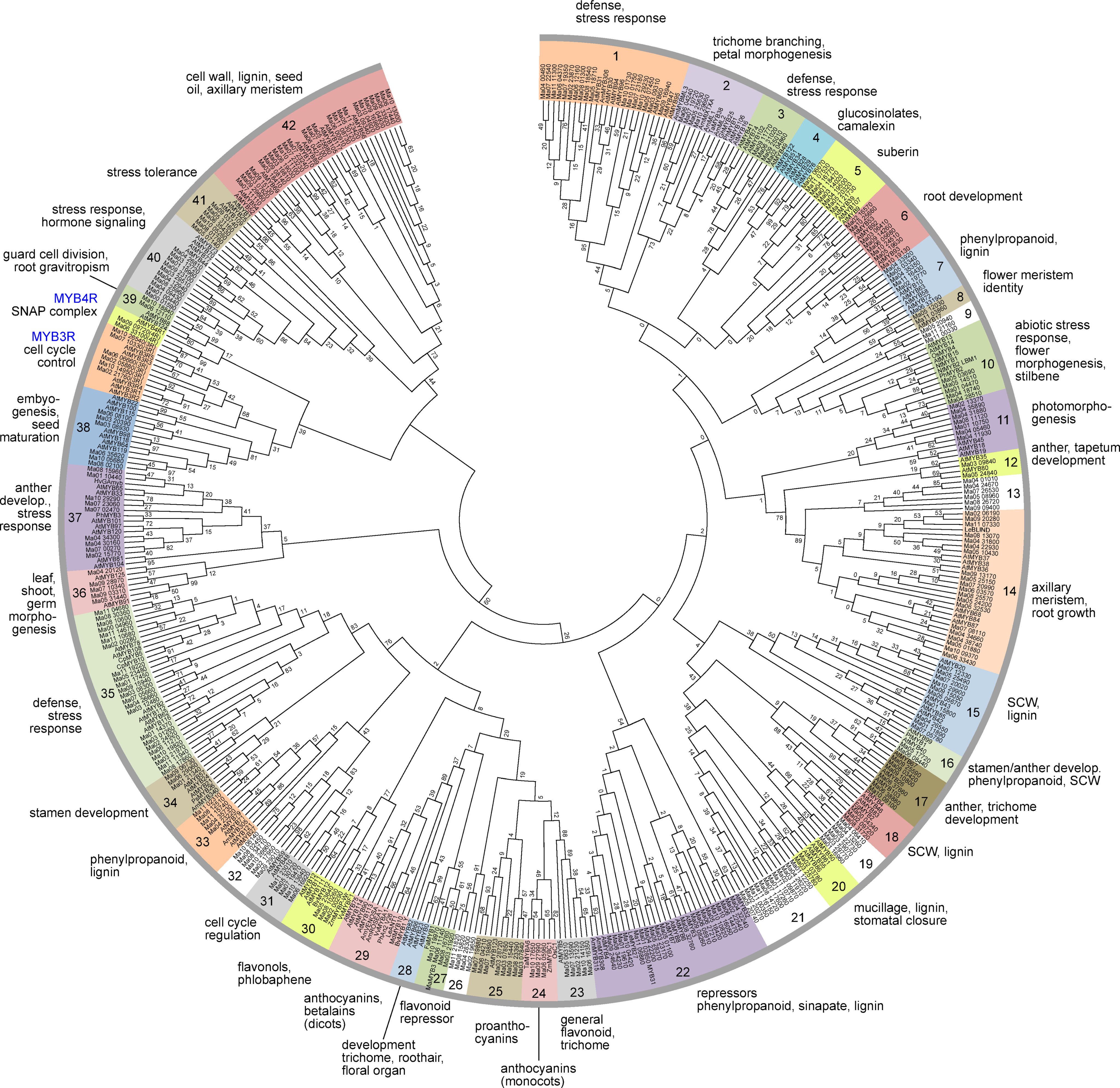 Phylogenetic tree of banana MYBs (Tweet #1)