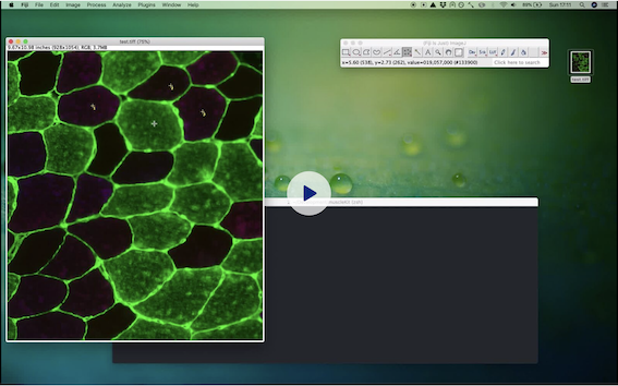 GitHub - probberechts/muscleKit: :muscle: A set of Python scripts to ...