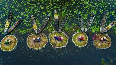 Water lily harvest, Mekong River Delta, Long An, Vietnam (© Khanh Phan/Solent News/Shutterstock)