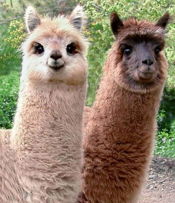 Alpaca