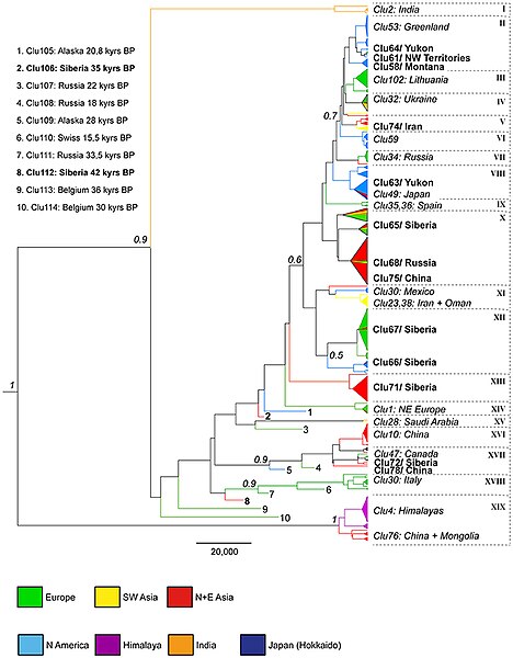 Phylogenetic tree from Ersmark et al. 2016