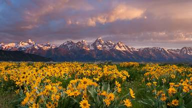 Balsamroot wildflowers bloom below the Teton Mountains in Grand Teton National Park, Wyoming (© Mike Cavaroc/Tandem Stills + Motion)