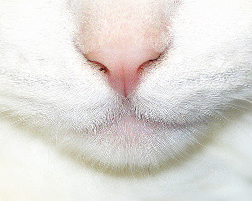 cat image