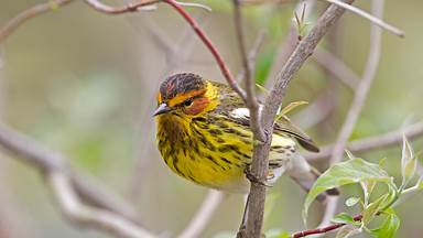 https://cn.bing.com/th?id=OHR.CapeMayWarbler_ZH-CN5148312890&w=384&h=216