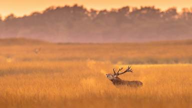 https://cn.bing.com/th?id=OHR.DeerVeluwe_ZH-CN1438758687&w=384&h=216