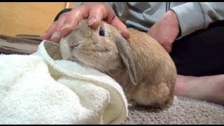 鳴きすぎるウサギ　 おねだりダンダンウー!! 　 The cry of a rabbit  dan-dan-woo!! 