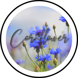 Cornflower icon