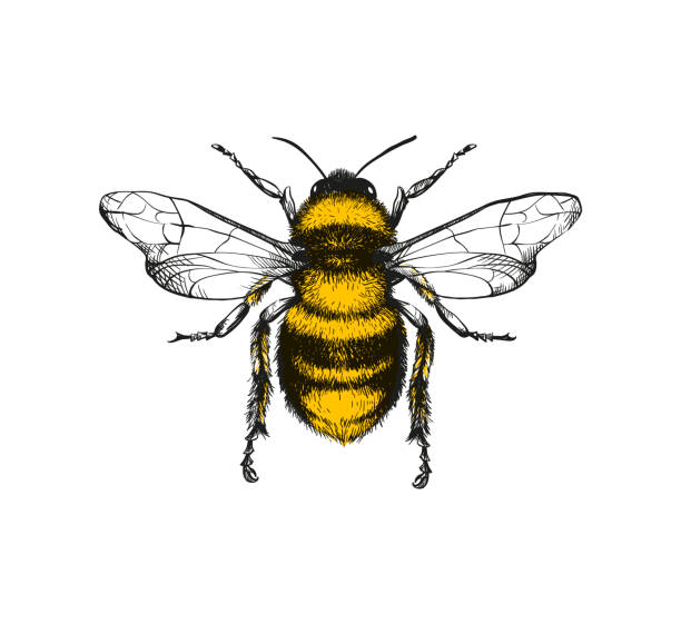 image of a bee