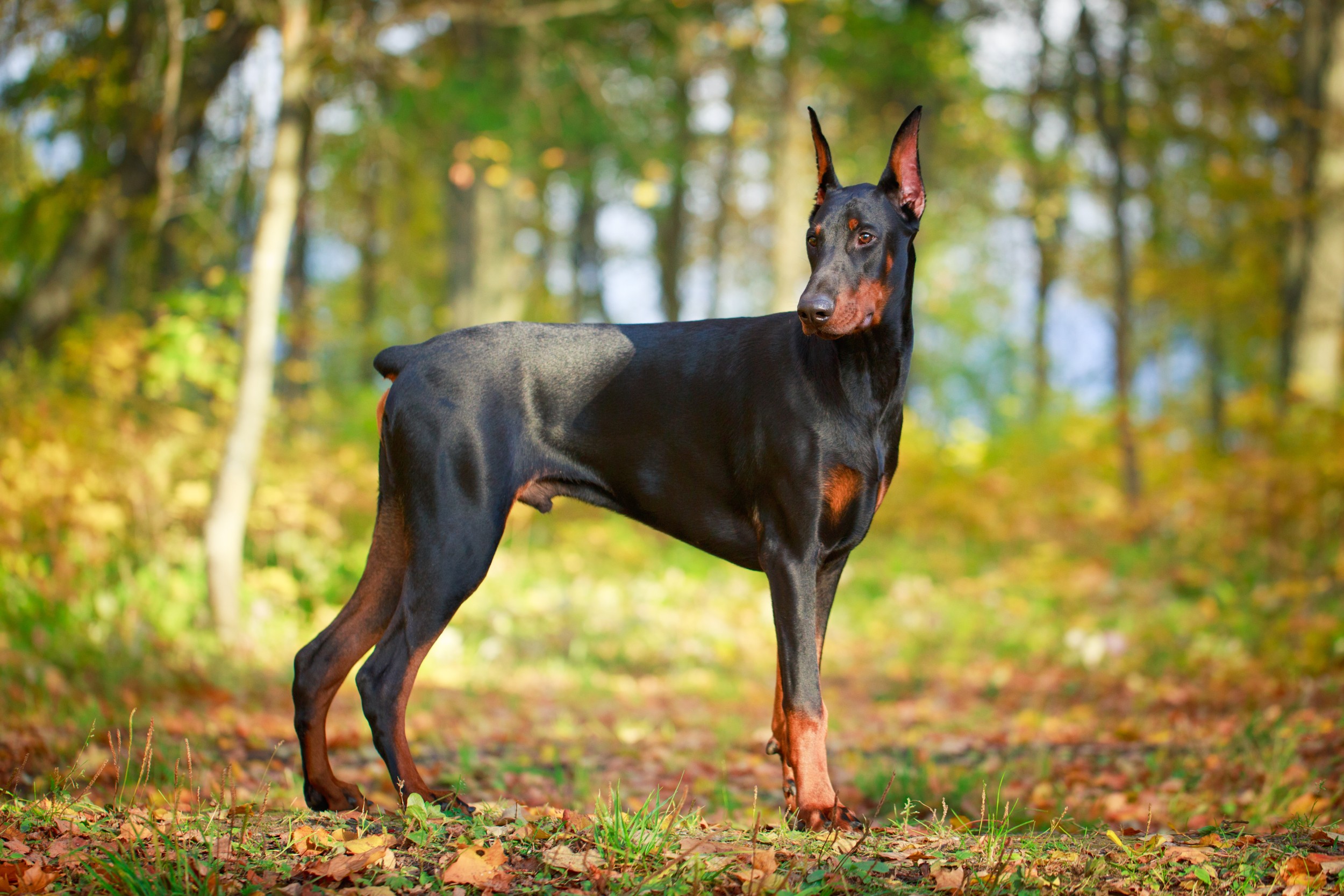 image-dog-doberman