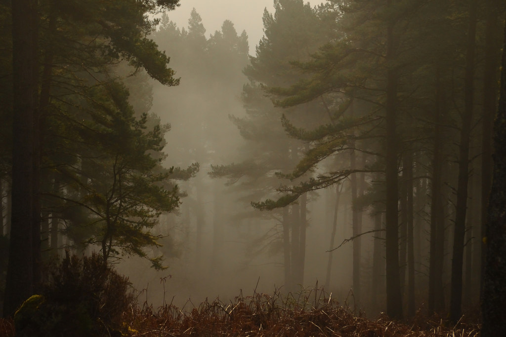 Haar in Ben Bhraggie Woods, Sutherland