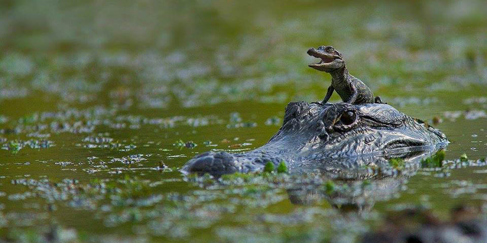 http://www.vidaenigmatica.org/wp-content/uploads/2016/12/cute-croc.jpg