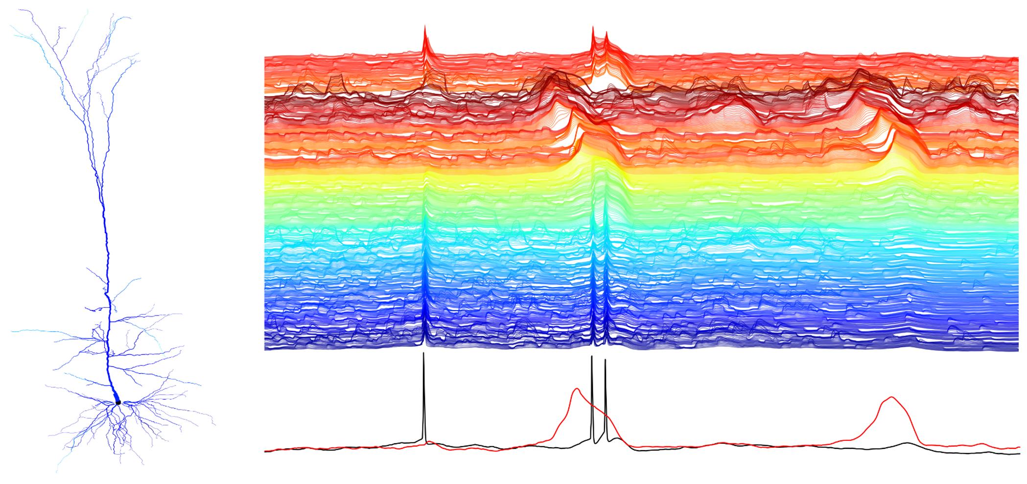 single neuron simulation illustration image