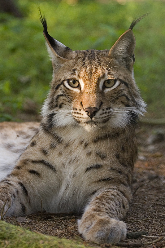 A lynx