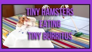 Tiny Hamsters Eating Tiny Burritos - Episode 1