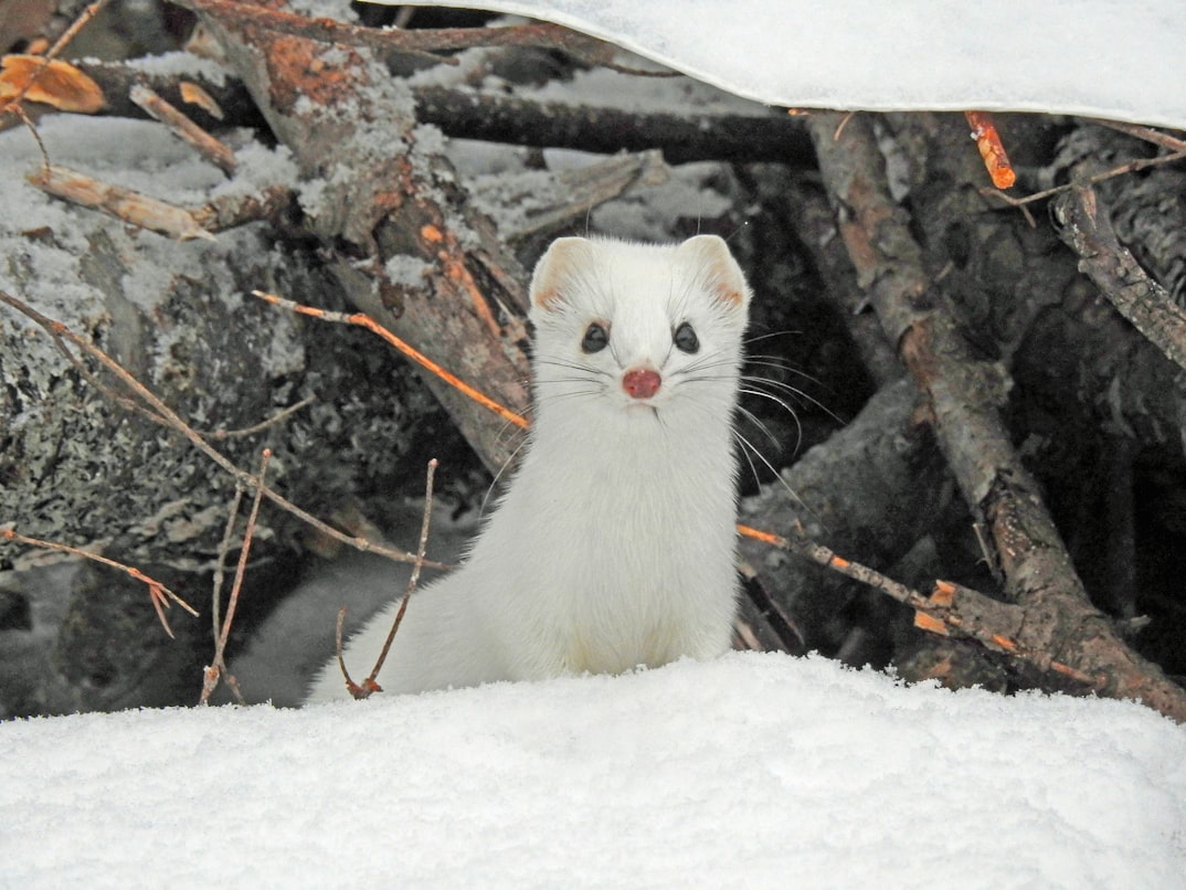 Ermine