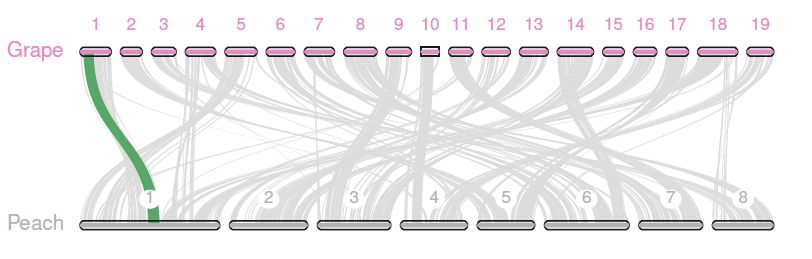 Grape-peach-karyotype-green