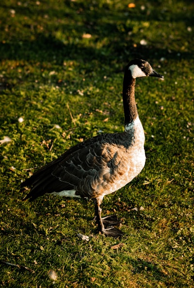 goose image