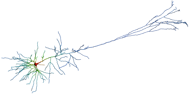 Layer 5b Pyramidal cell