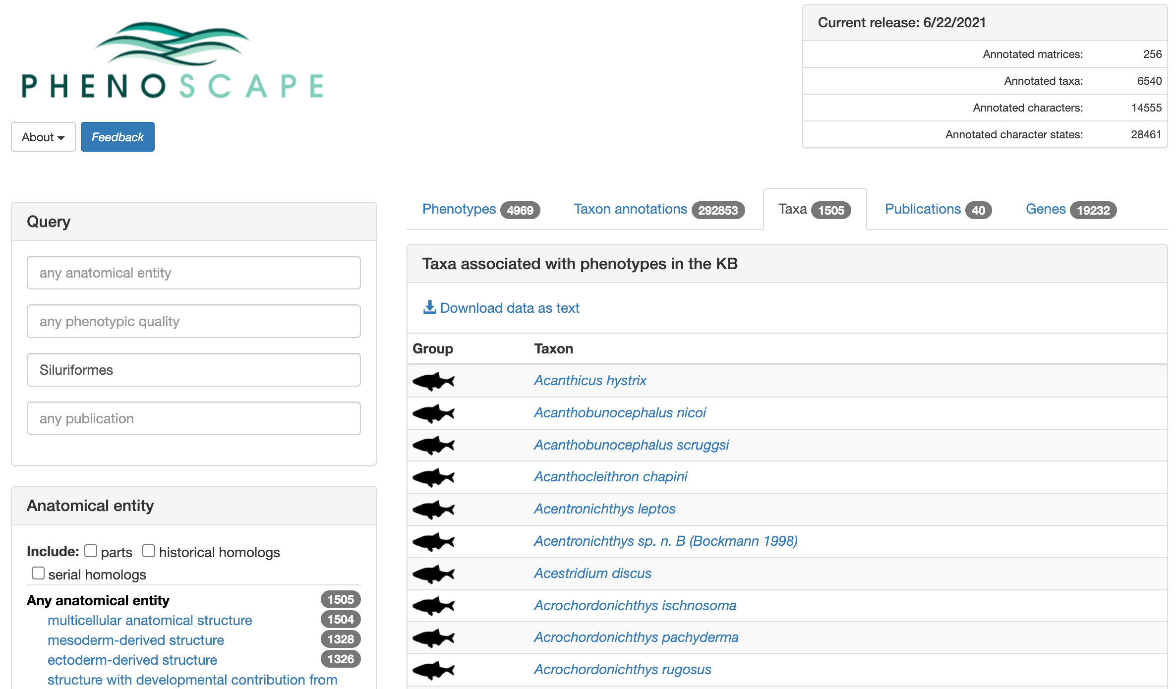 KB data content across orders within Siluriformes (catfishes)