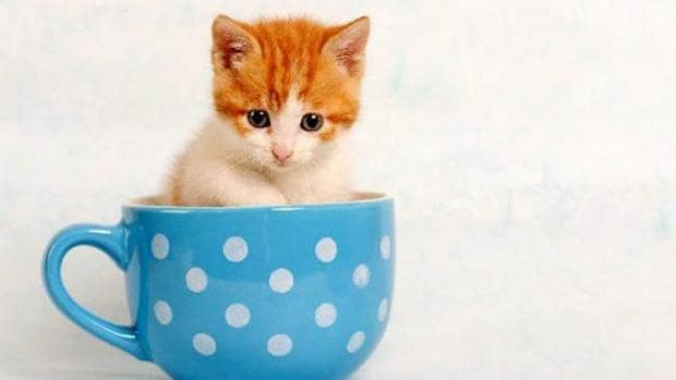 imagen de un gatito en una taza