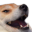 doge_emoji