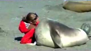 how to cuddle with an elephant seal.mp4