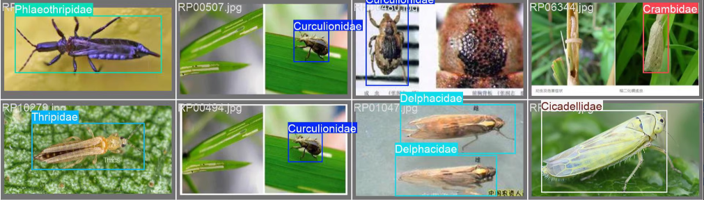 GitHub - QQ767172261/Agricultural-Plant-Protection_Deep-Learning-Target ...