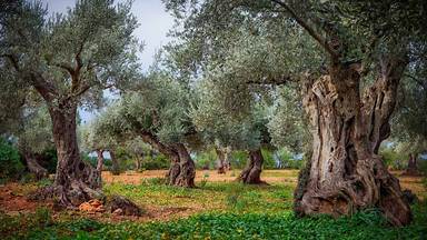 https://cn.bing.com/th?id=OHR.OliveGrove_ZH-CN7054006944&w=384&h=216