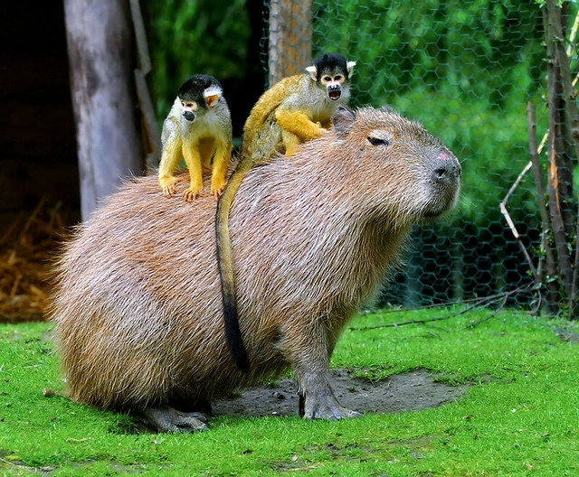 Monkey Patch Capybara