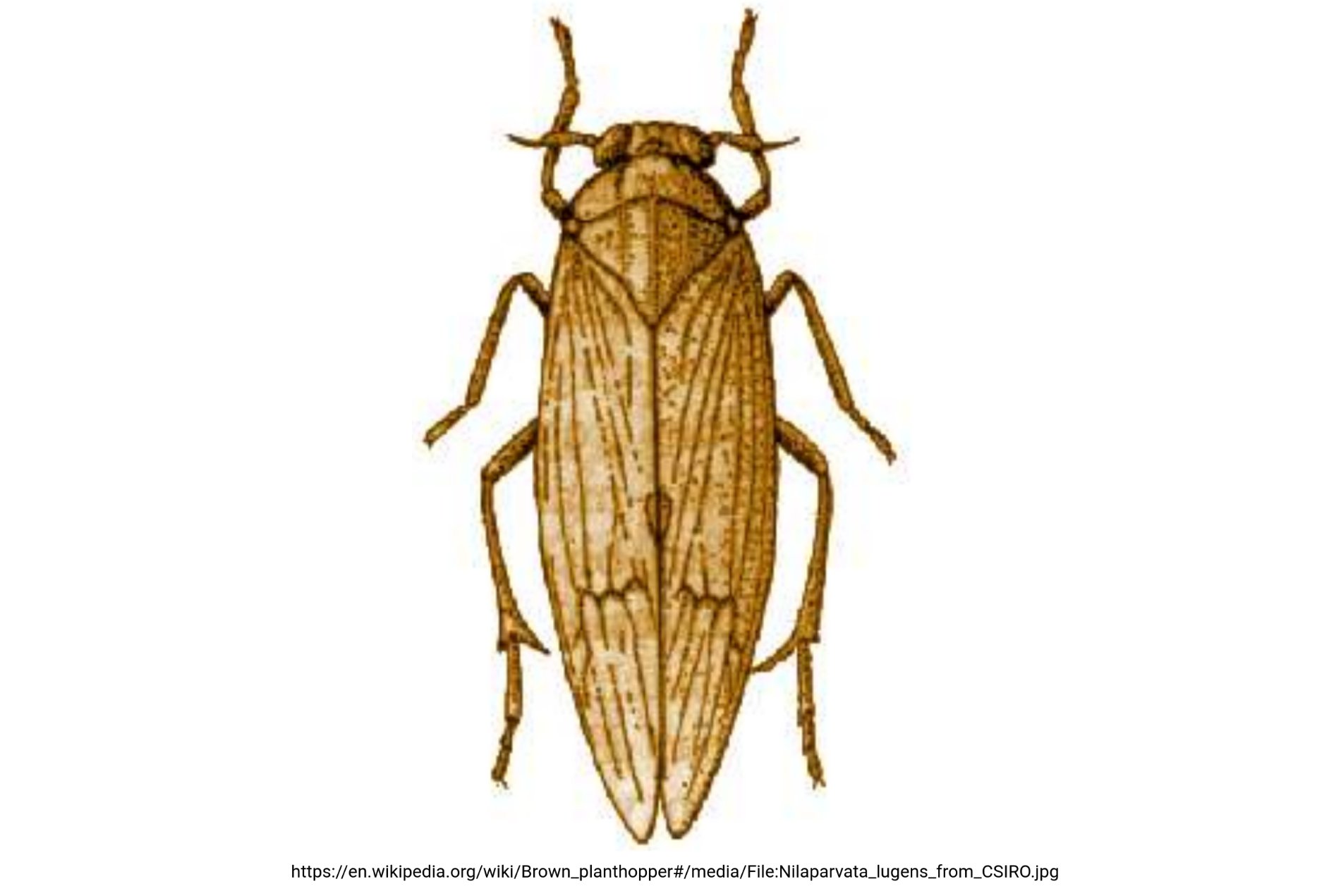 Brown planthopper resistance (Tweet #33)