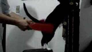 Cat Spanking