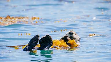 Sea otter in Bartlett Cove, Glacier Bay National Park and Preserve, Alaska (© Andrew Peacock/Tandem Stills + Motion)