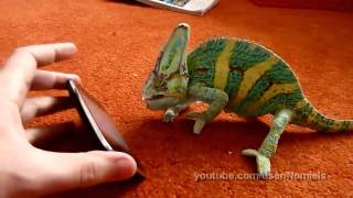 Chameleon was frightened by iphone  what he saw? 