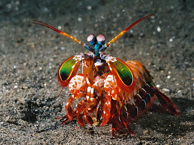 drawing of a mantis shrimp from popular cartoonist the oatmeal