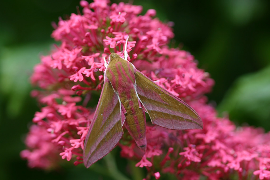 Elephant Hawk-moth