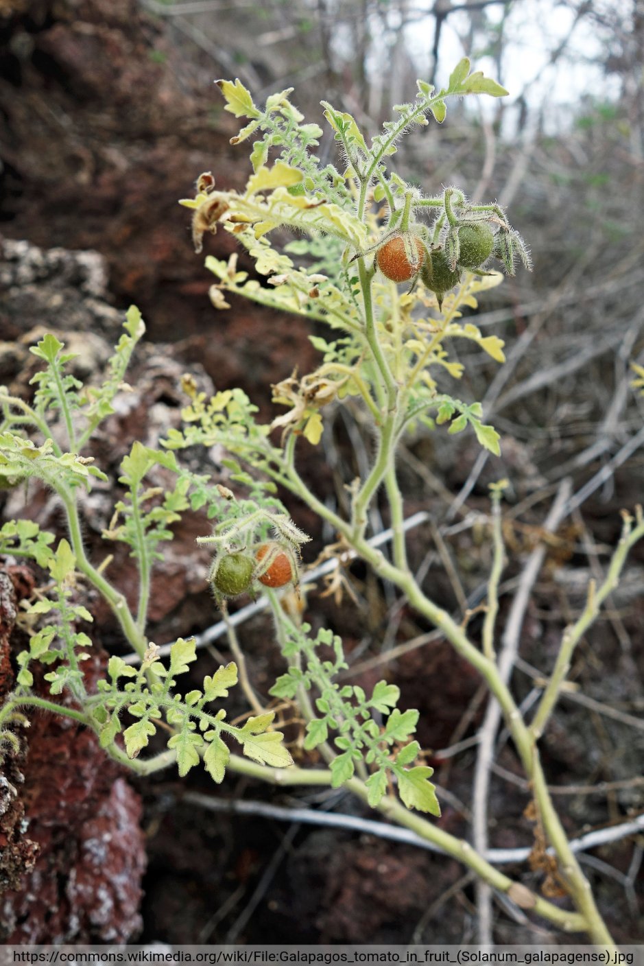 Purple pigmentation of tomato fruits (Tweet #63)