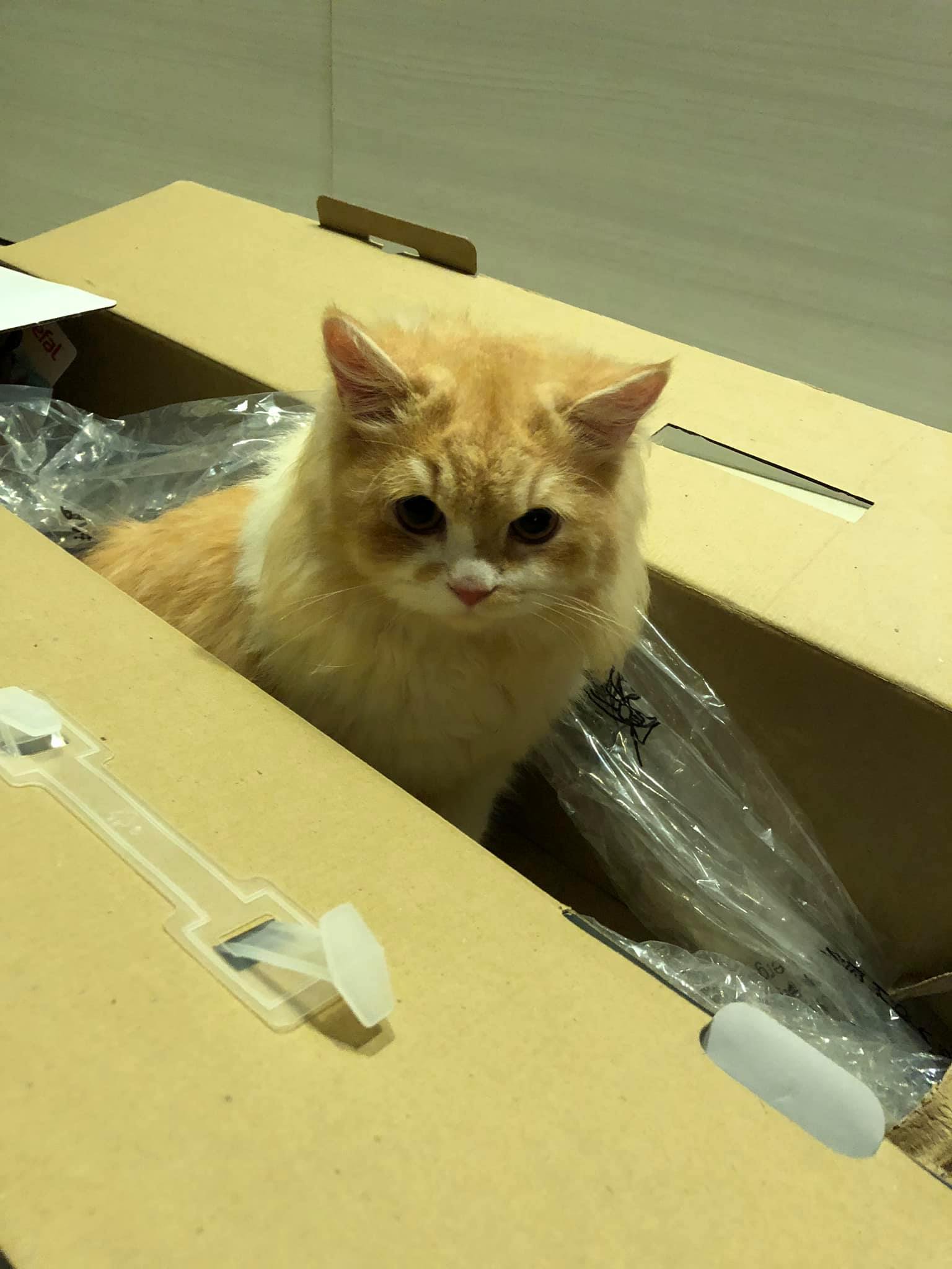 cat in a box