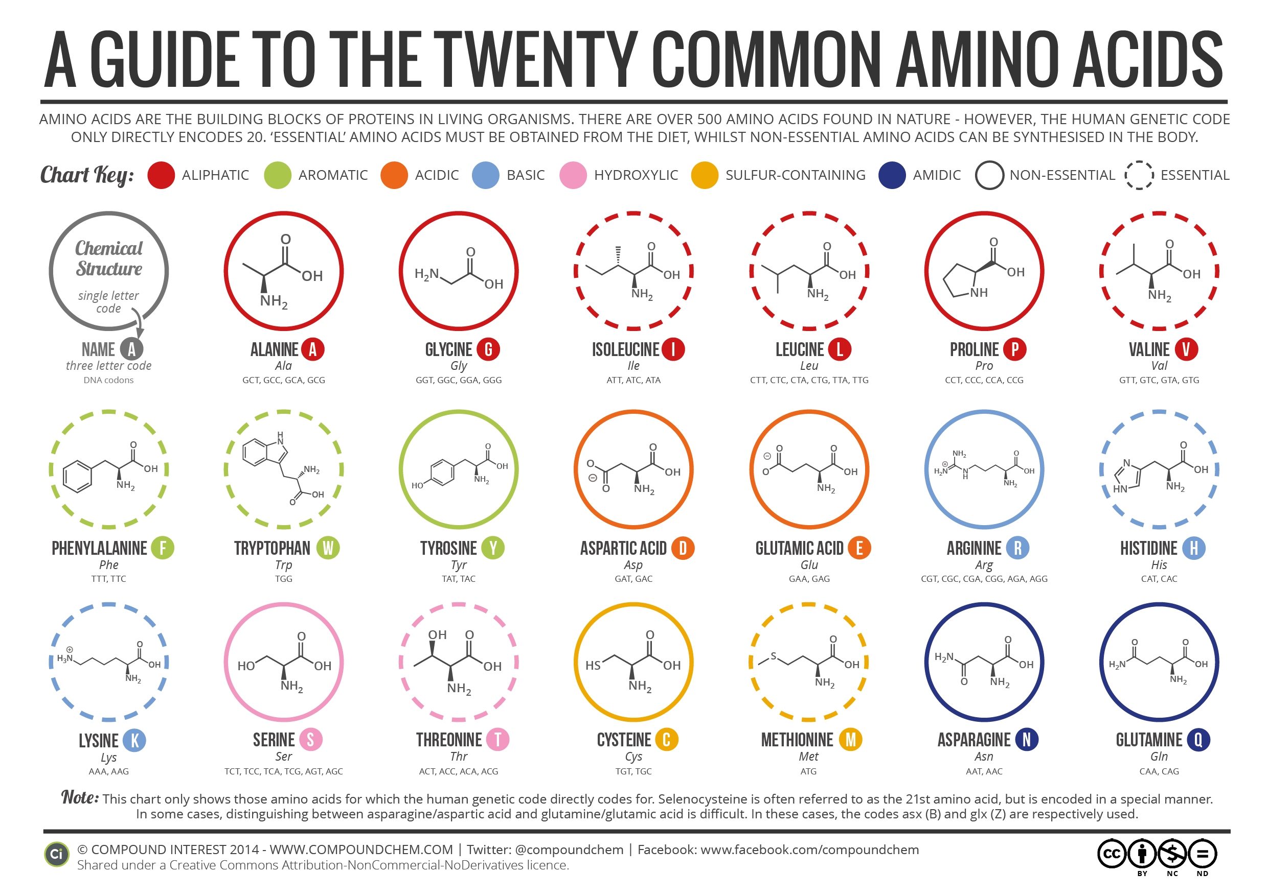 Amino Acid Chart