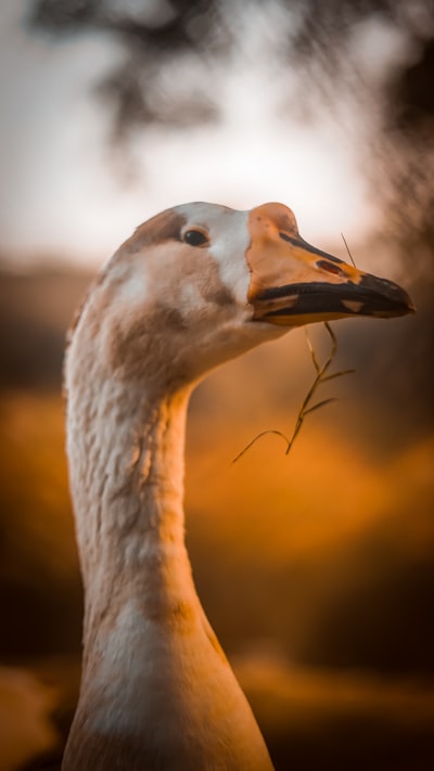 goose image